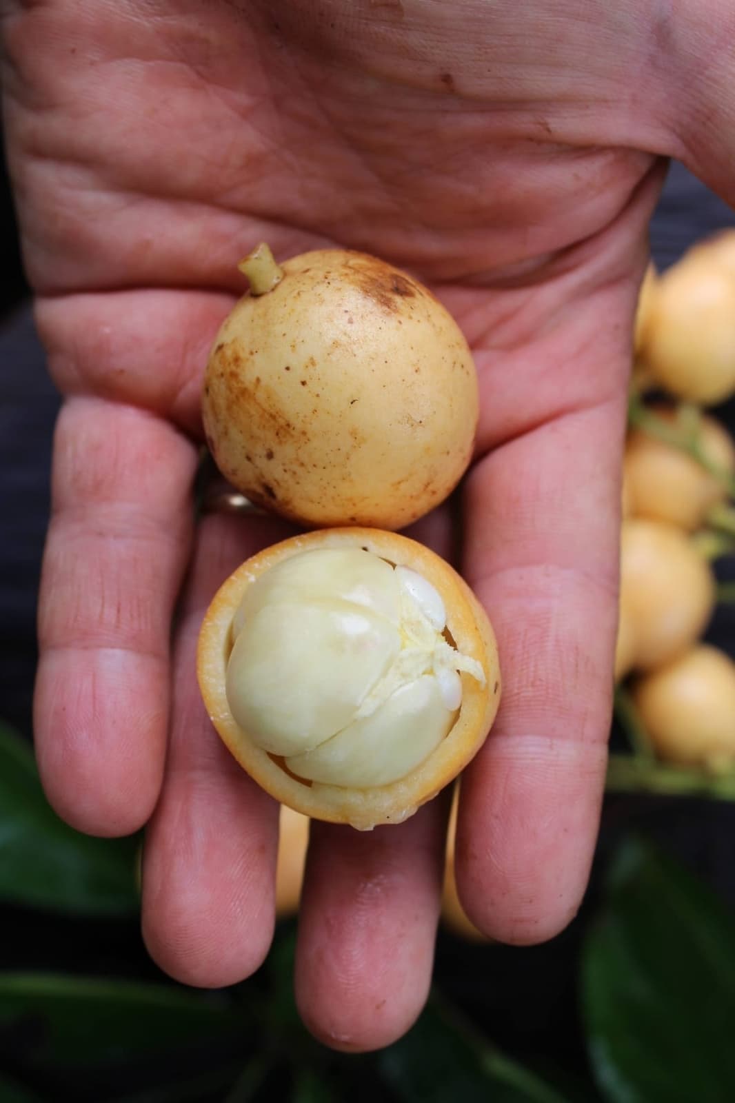 Mafai ou Uva da Birmânia (Baccaurea ramiflora) - Imagem 1