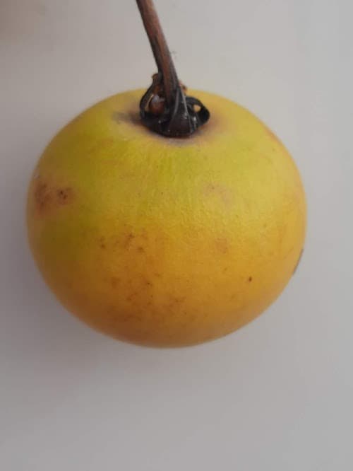 Baga de macaco (Posoqueria latifolia) - Miniatura 3