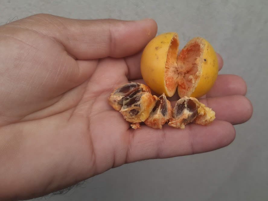 Baga de macaco (Posoqueria latifolia) - Miniatura 2