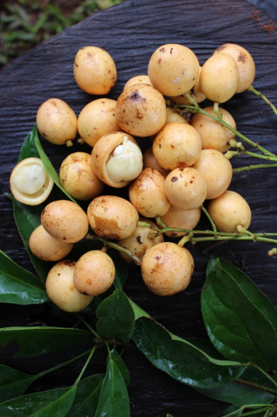 Mafai ou Uva da Birmânia (Baccaurea ramiflora) - Miniatura 3