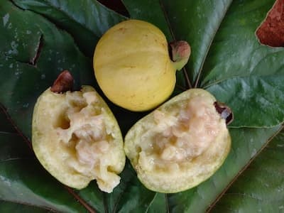 Goiaba da Costa Rica (Psidium friedrichsthalianum) - Imagem 1