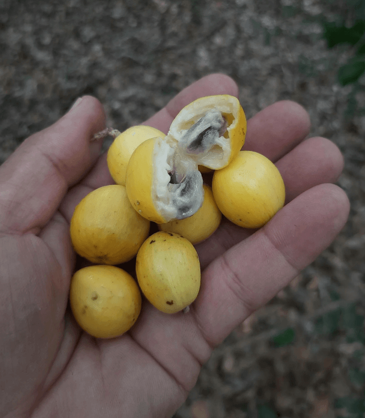 Aguaí amarelo (Pouteria gardneriana) - Imagem 1