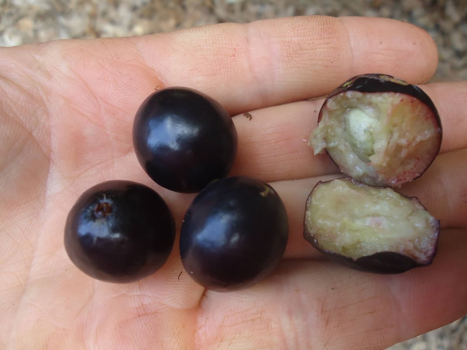 Ameixa da mata / Cambui preto