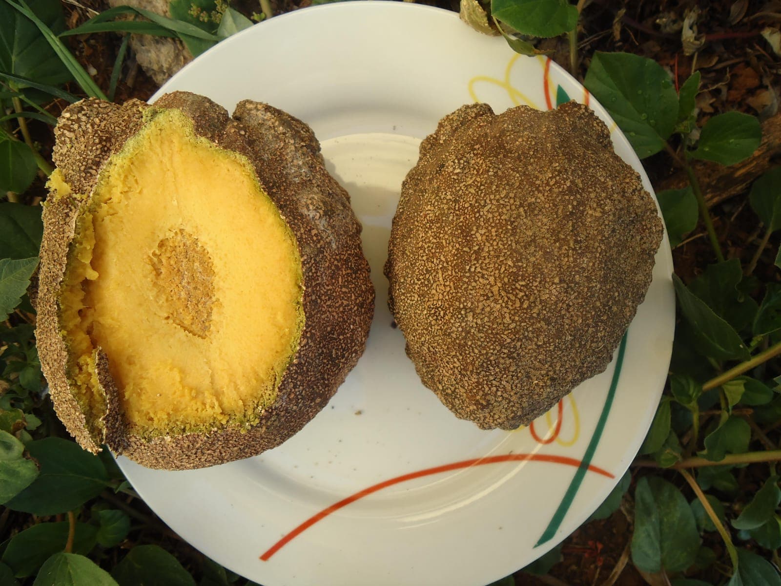 Oiti coró (Couepia rufa) - Imagem 1