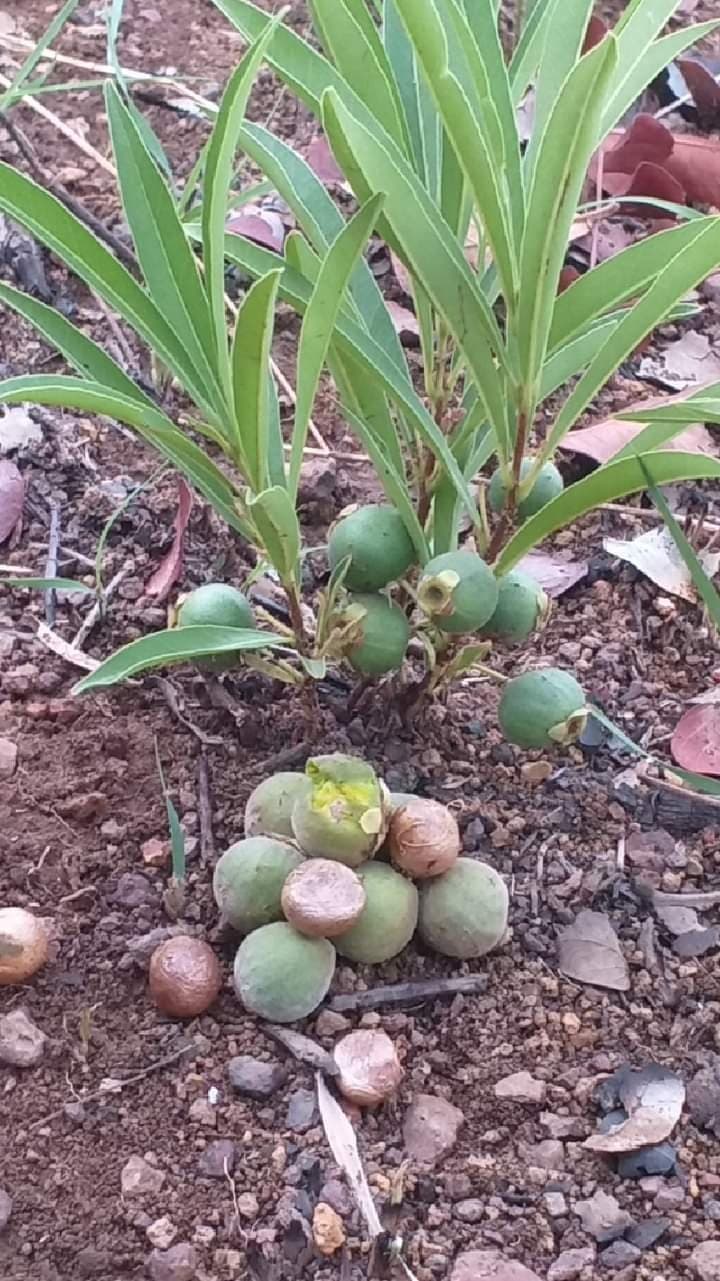 Pitanguinha de cacho do cerrado (Eugenia langsdorffii) - Miniatura 2