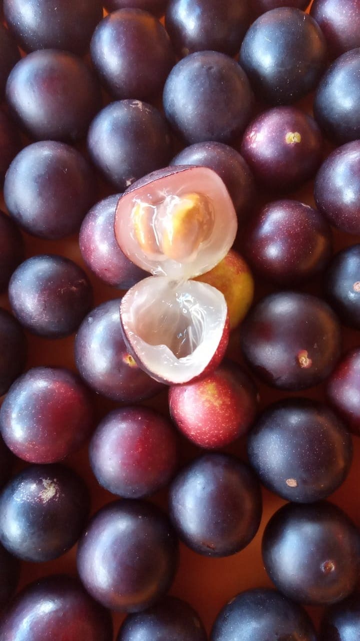 Camu camu (Myrciaria dubia) - Imagem 1