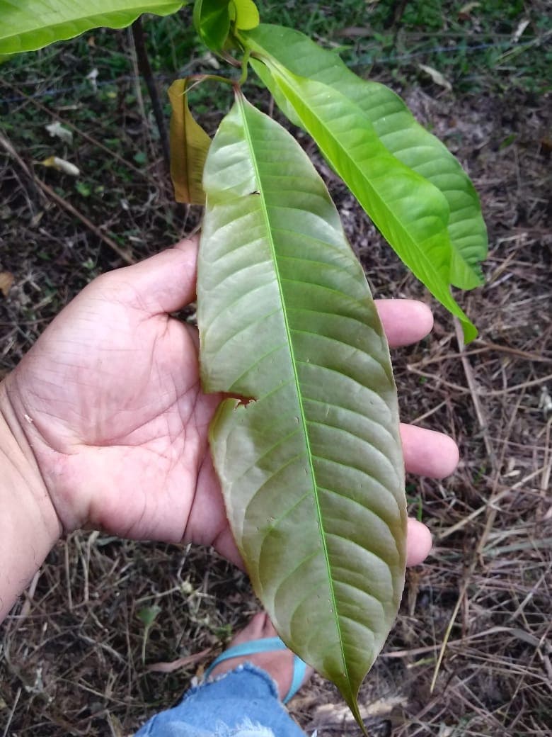 Castanha do Para (Bertholletia excelsa) - Miniatura 3