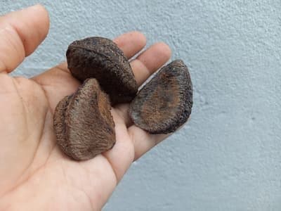 Castanha do Para