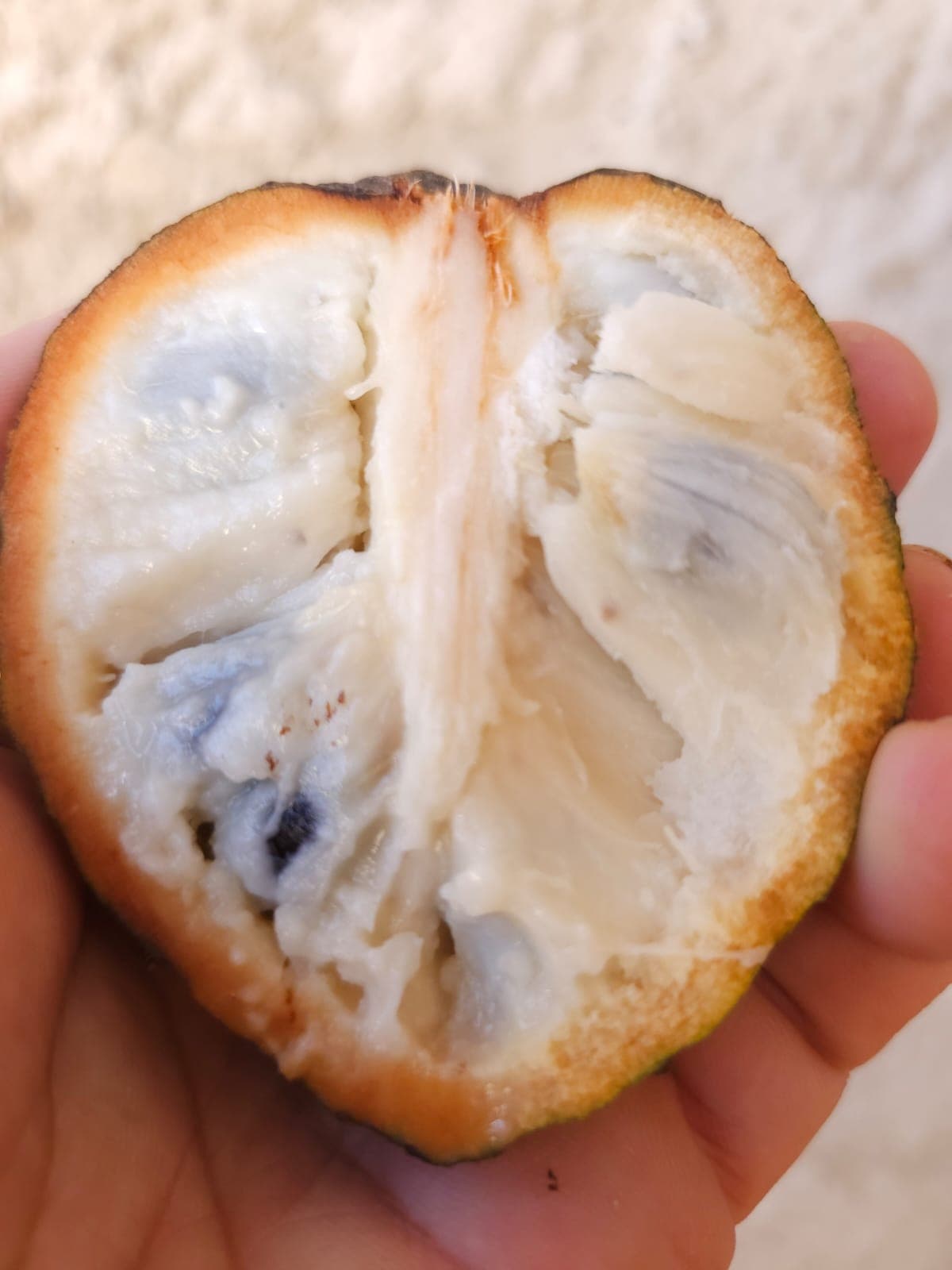 Atemóia da Praia (Annona salzmannii) - Miniatura 3