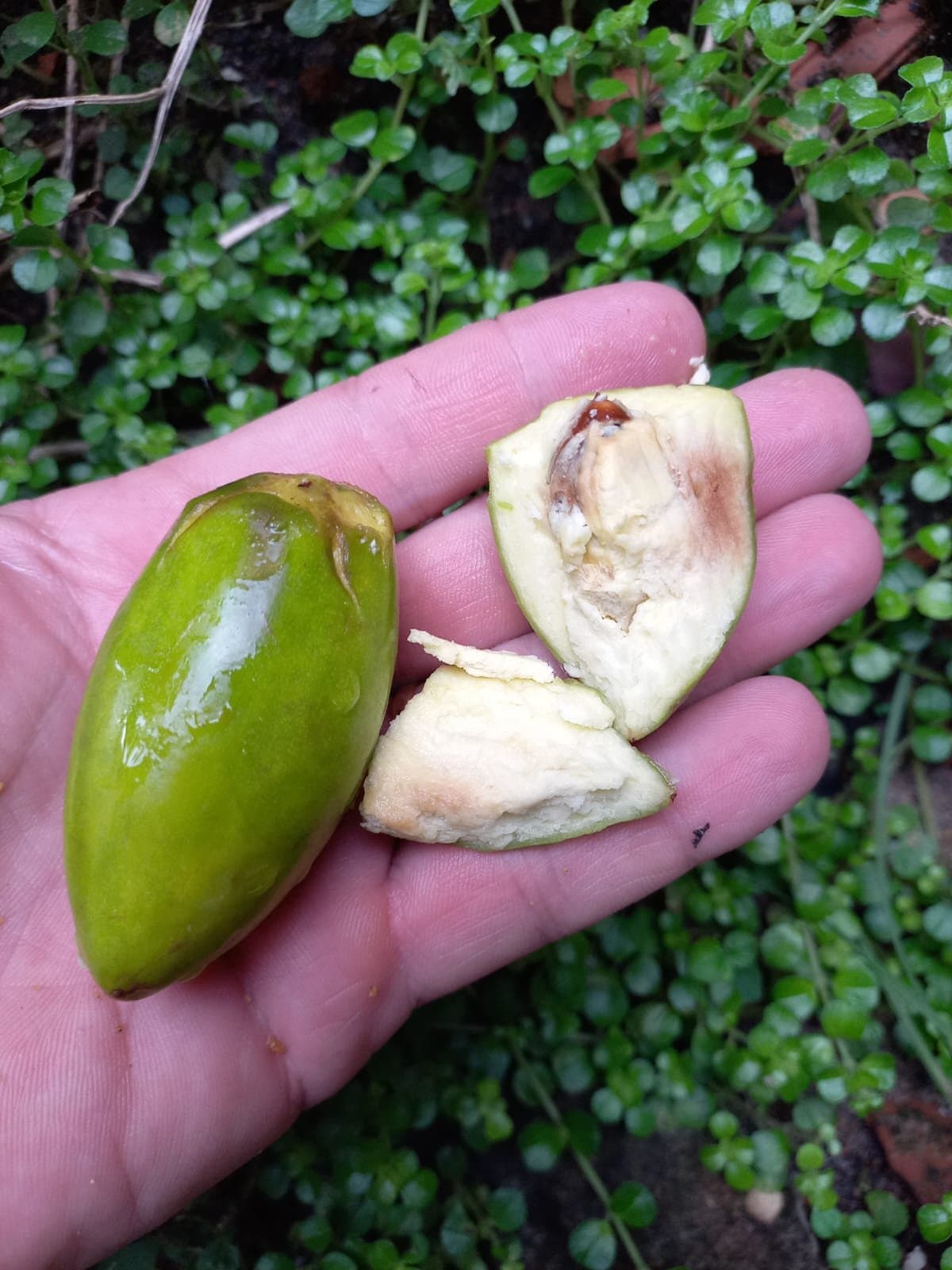 Cutite verde MN (Pouteria macrophylla) - Imagem 1