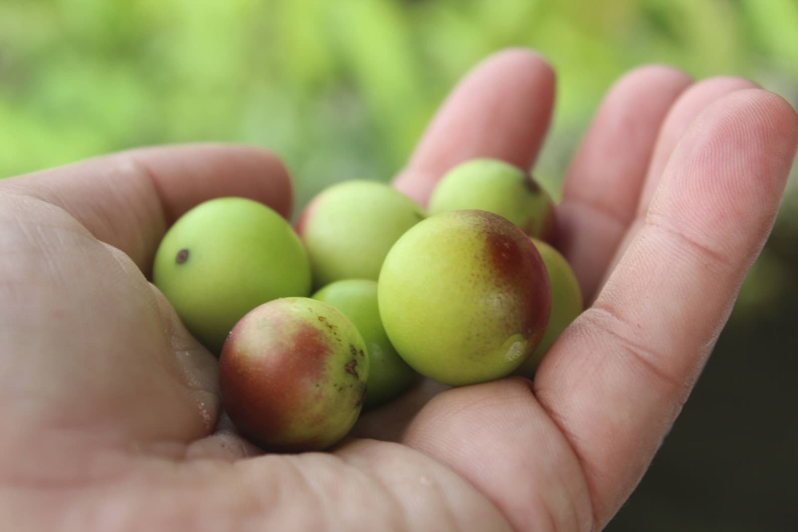 Camu camu (Myrciaria dubia) - Miniatura 2
