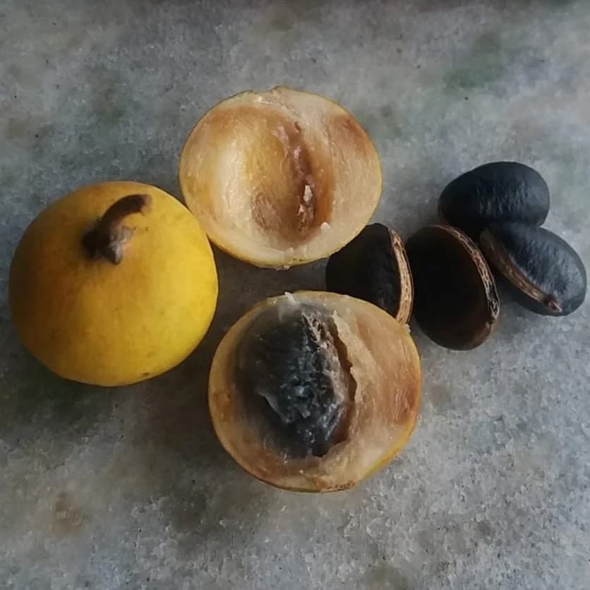 Abiu pequeno (Sarcaulus brasiliensis) - Imagem 1
