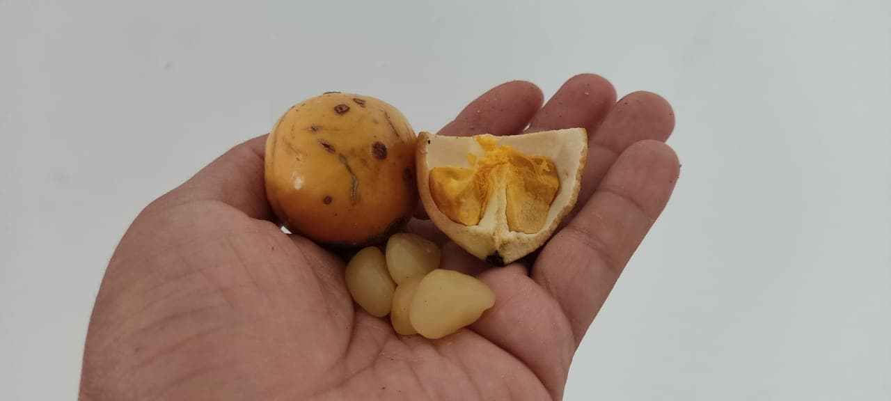 Baga de macaco (Posoqueria latifolia) - Imagem 1