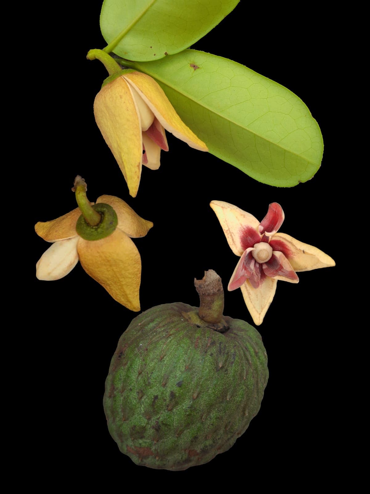 Atemóia da Praia (Annona salzmannii) - Miniatura 2