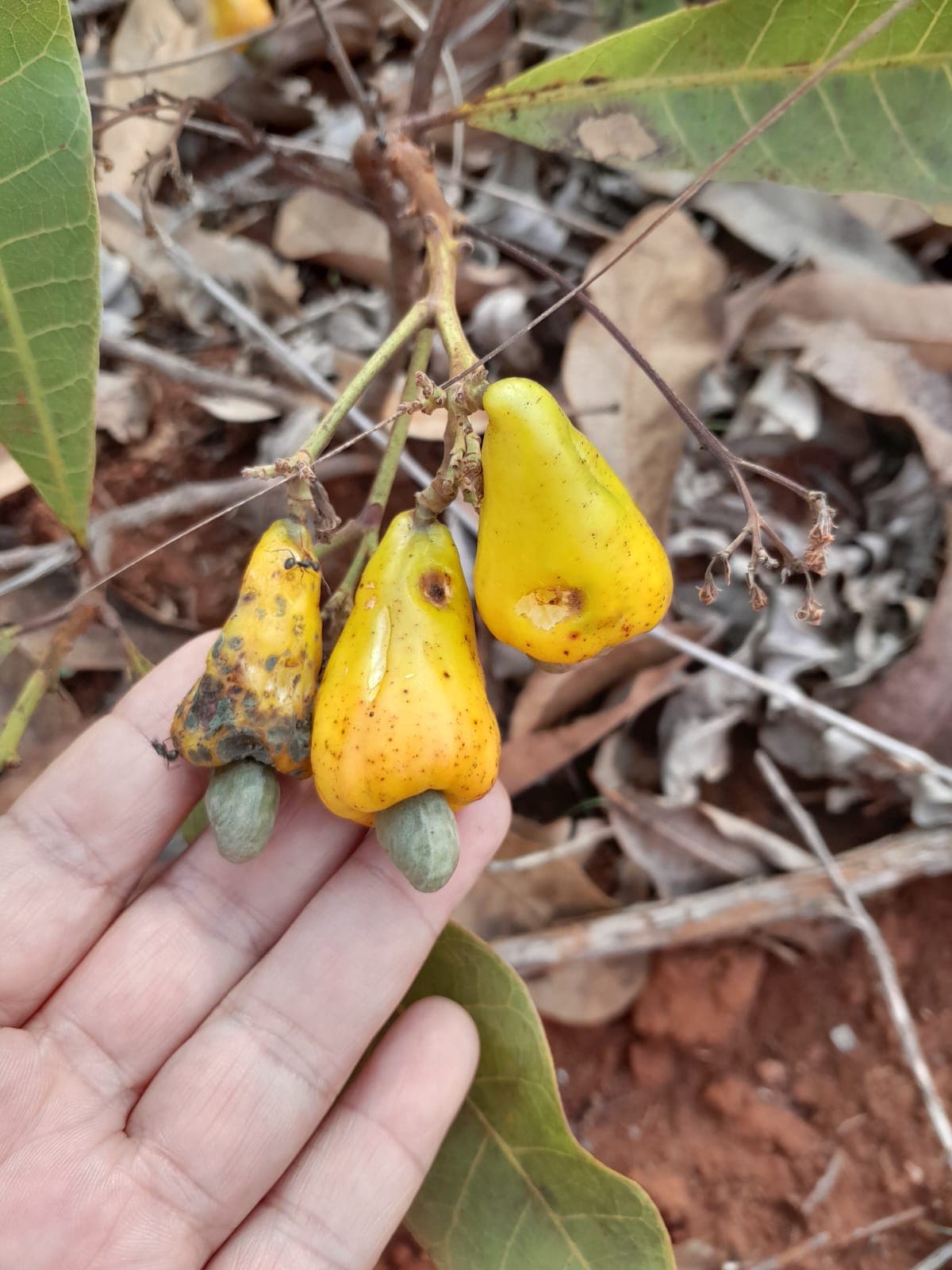 Cajui do cerrado (Anacardium humile) - Imagem 1