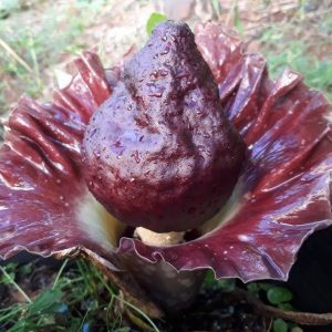 Flor Cadáver – Amorphophallus paeoniifolius