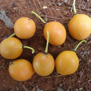 Bacupari redondo – Garcinia brasiliensis