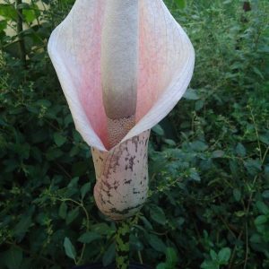 Flor Cadáver – Amorphophallus Bulbifer