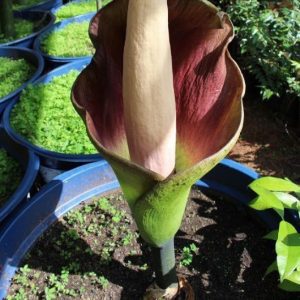 Flor Cadáver – Amorphophallus hewitt