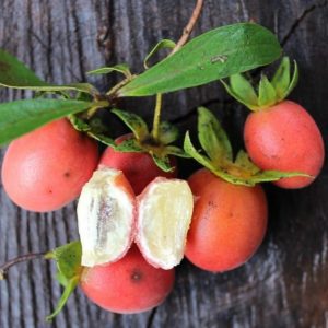 Caquizinho ou Caqui tomatinho – Diospyros lycioides
