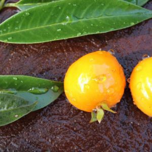 Laranjinha do Álvaro – Cereja amarela do Cerrado – (Eugenia heringeriana ?)