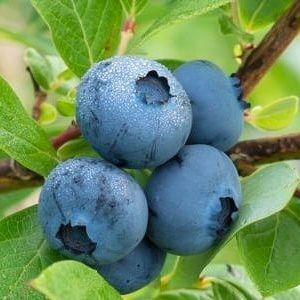 Mirtilo ou Blueberry -Vaccinium myrtillus