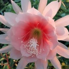 Cacto Orquídea “Dragonette” – Epiphyllum