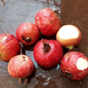 Goiaba maçã da india – Psidium guajava