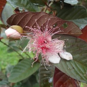 Goiaba roxa – Psidium guajava