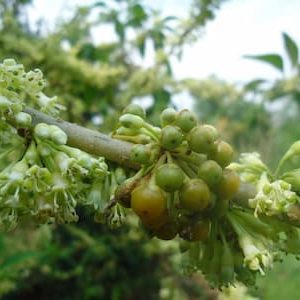 Fruta do Sabiá - Acnistus arborescens