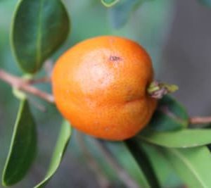 Pitangão laranja - Eugenia nitida